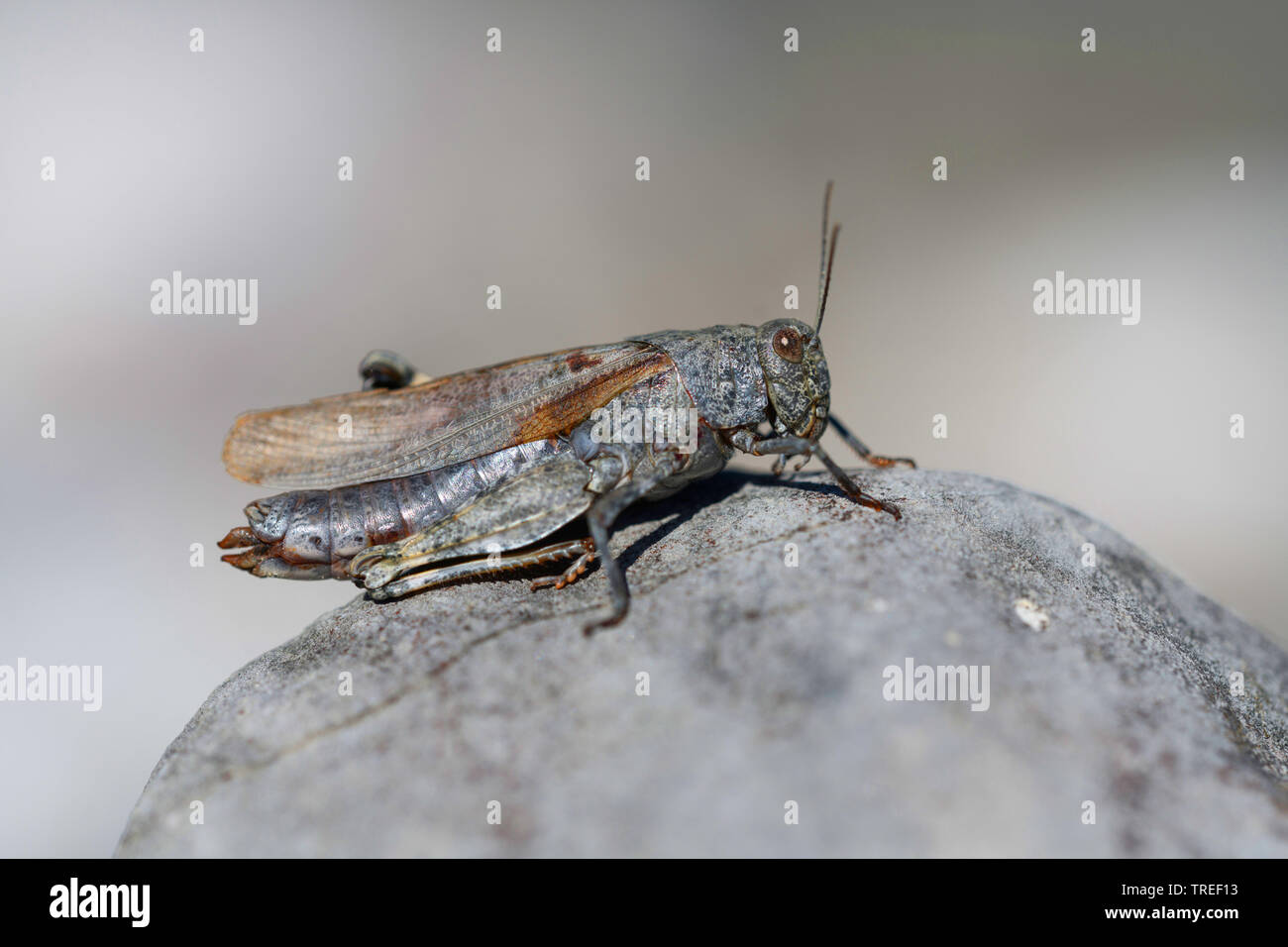 Speckled grasshopper, European Rose-winged Grasshopper  (Bryodema tuberculata, Bryodemella tuberculata), sitting on a stone, Germany, Bavaria Stock Photo