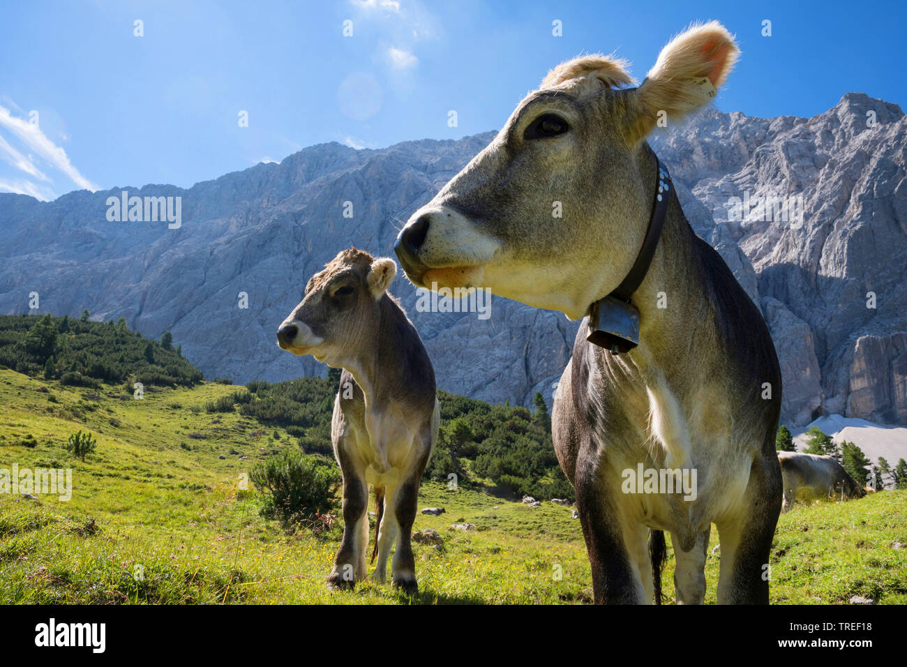Braunvieh (Bos primigenius f. taurus), two cows in front of mountain scenery, Austria, Tyrol, Karwendel Mountains Stock Photo