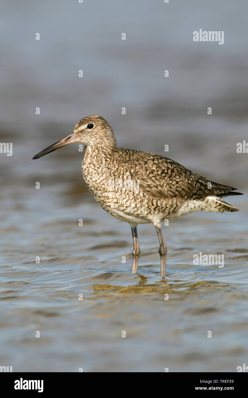 willet (Catoptrophorus semipalmatus, Tringa semipalmata), in water, USA, Texas Stock Photo