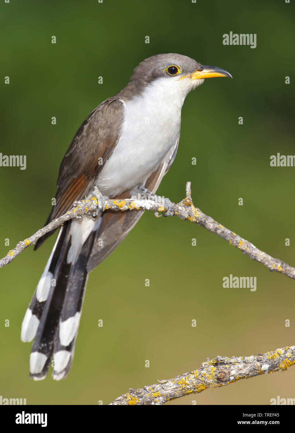 yellow-billed cuckoo (Coccyzus americanus), sitting on a branch, USA, Texas Stock Photo