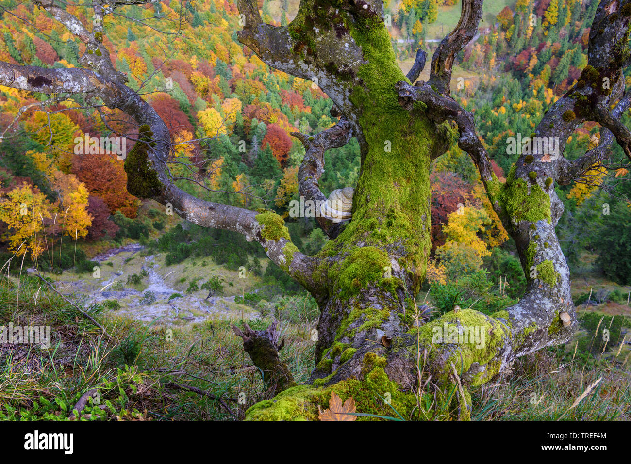 common beech (Fagus sylvatica), old dead beech above the Isar valley, Germany, Bavaria Stock Photo