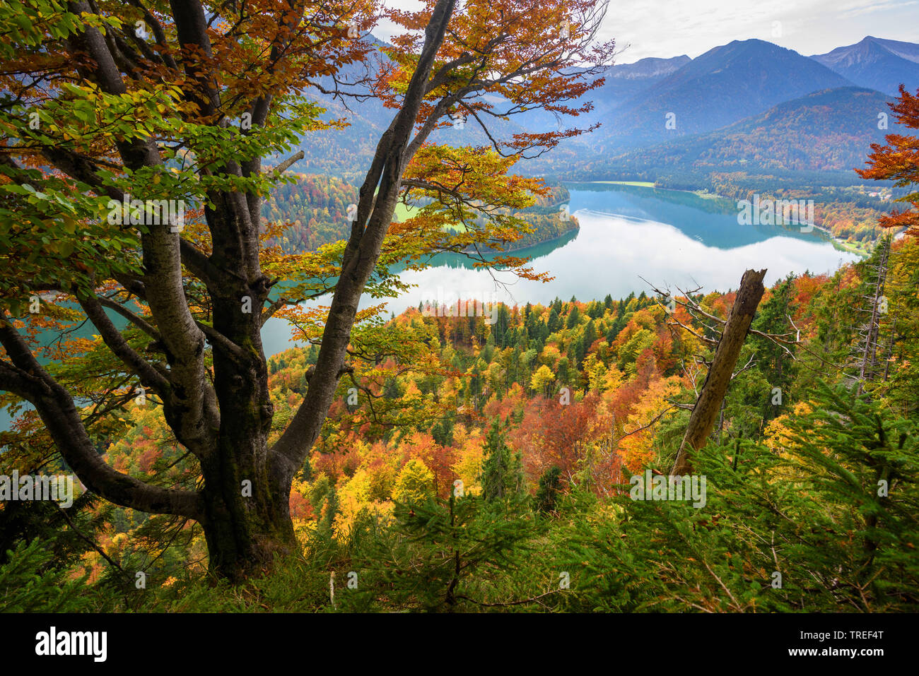 view onto Lake Sylvenstein in autumn, Germany, Bavaria Stock Photo