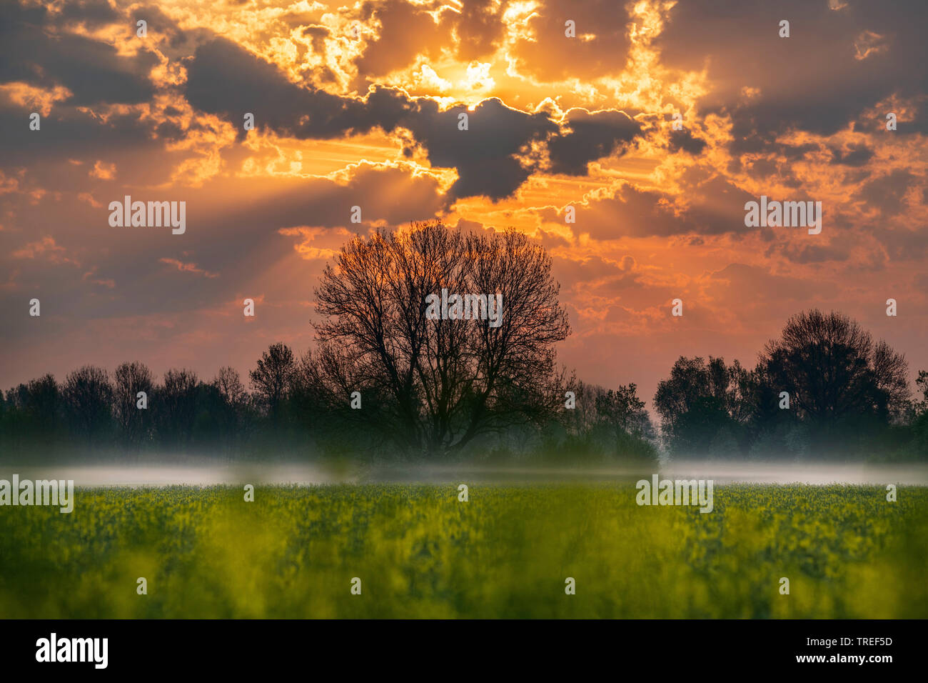 sunrise over a blooming rape field, Germany, Bavaria Stock Photo