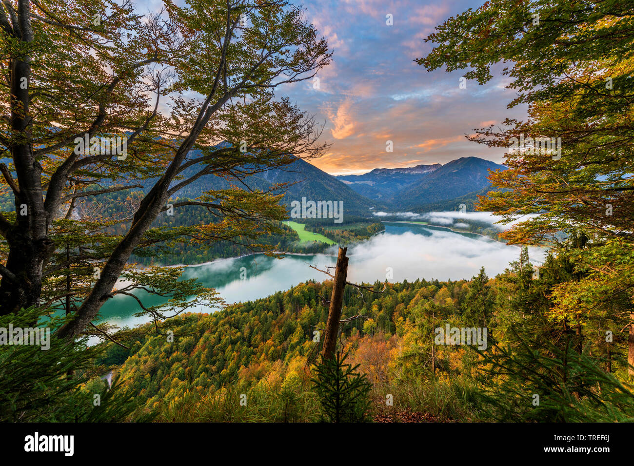 Lake Sylvenstein with autumn trees in the morning, Germany, Bavaria, Karwendel Mountains Stock Photo