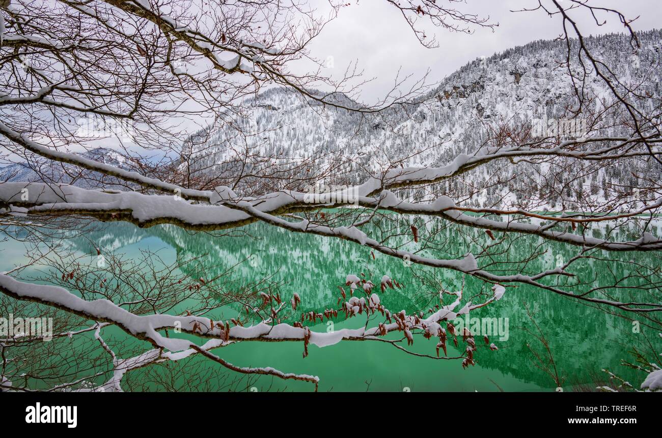 Lake Sylvenstein in winter with snow covered branches, Germany, Bavaria Stock Photo