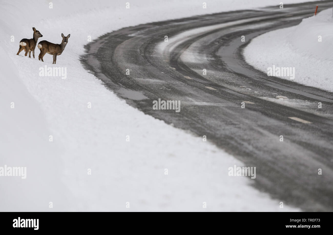 roe deer (Capreolus capreolus), zwo roe deers stand ext to a street in winter, Germany, Bavaria Stock Photo