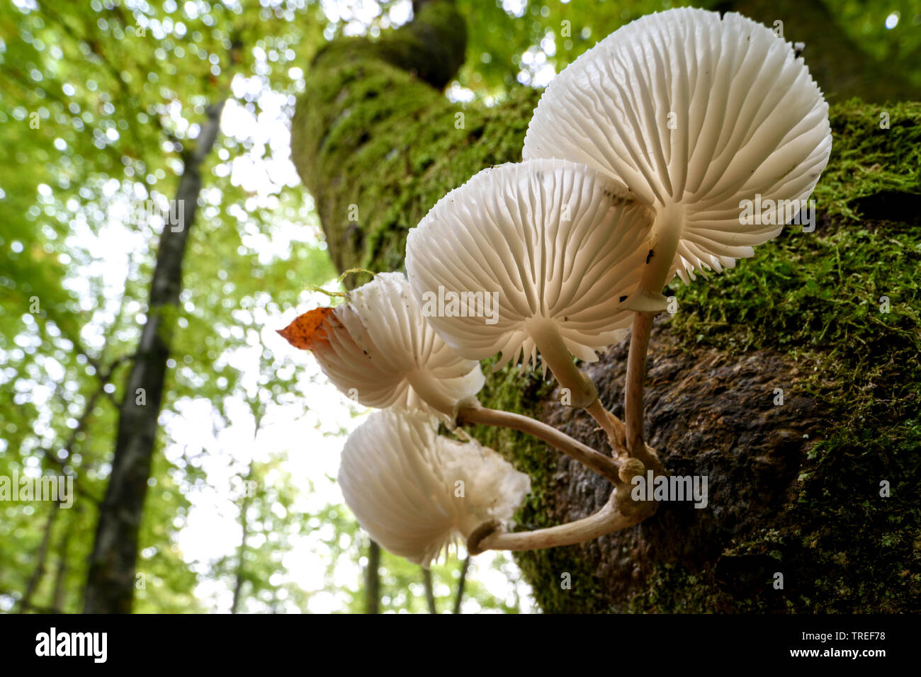 porcelain fungus (Oudemansiella mucida), at a beech trunk, Germany, Bavaria Stock Photo