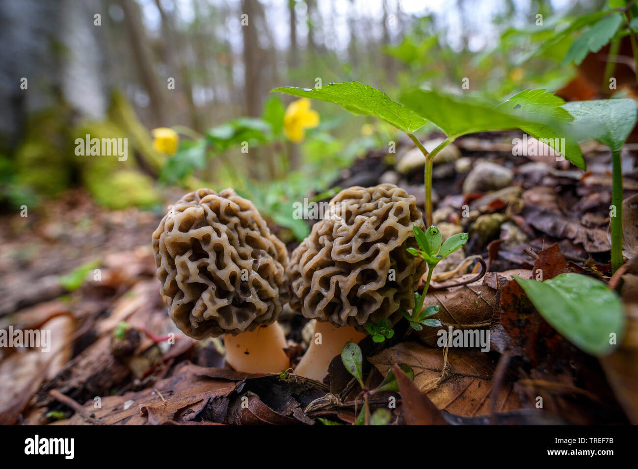 common morel, morel, yellow morel, true morel, morel mushroom, sponge