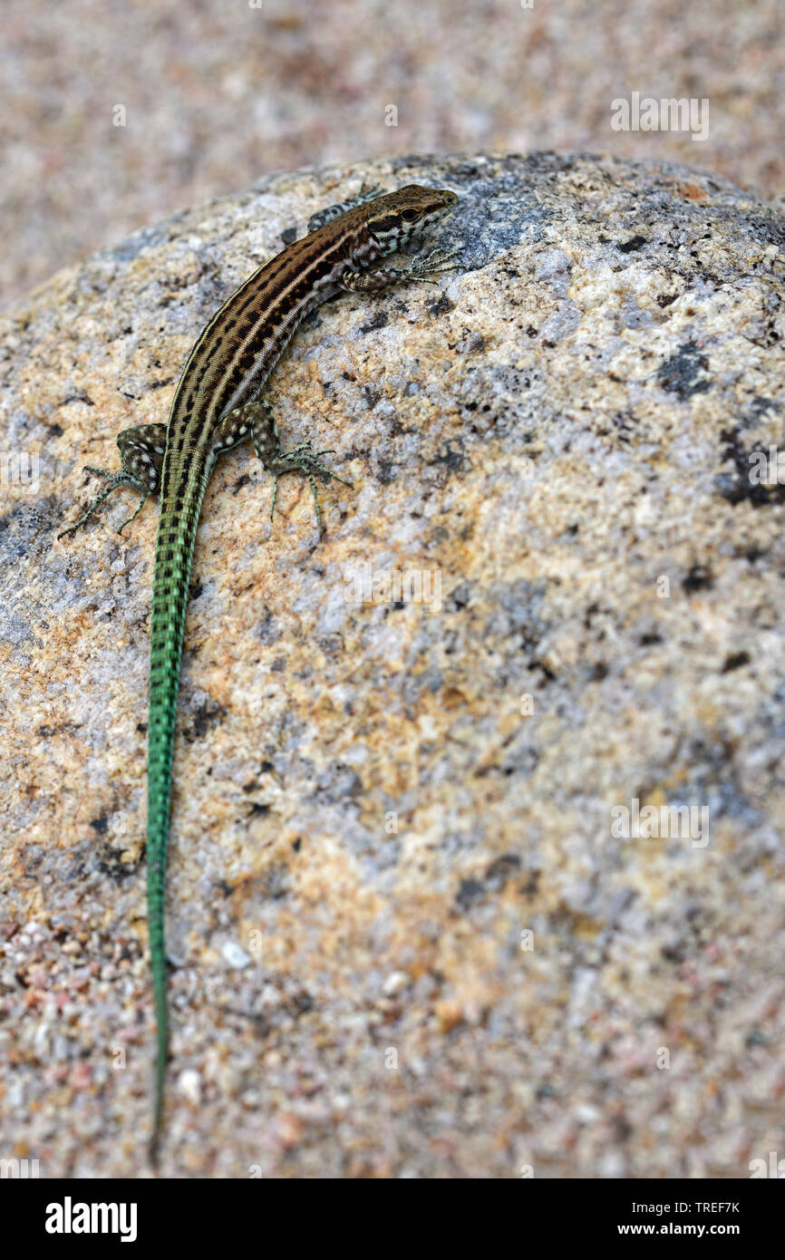 Tyrrhenian wall lizard (Podarcis tiliguerta), sunbathing on a rock, France, Corsica Stock Photo