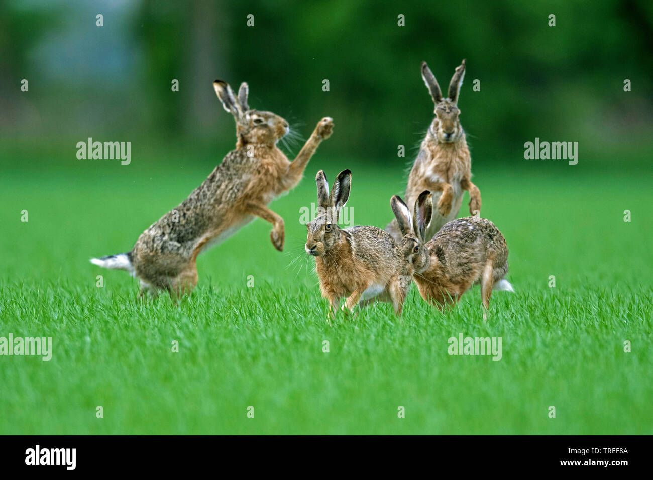 European hare, Brown hare (Lepus europaeus), group of fighting brown hares in a meadow, Austria, Burgenland, Neusiedler See National Park Stock Photo