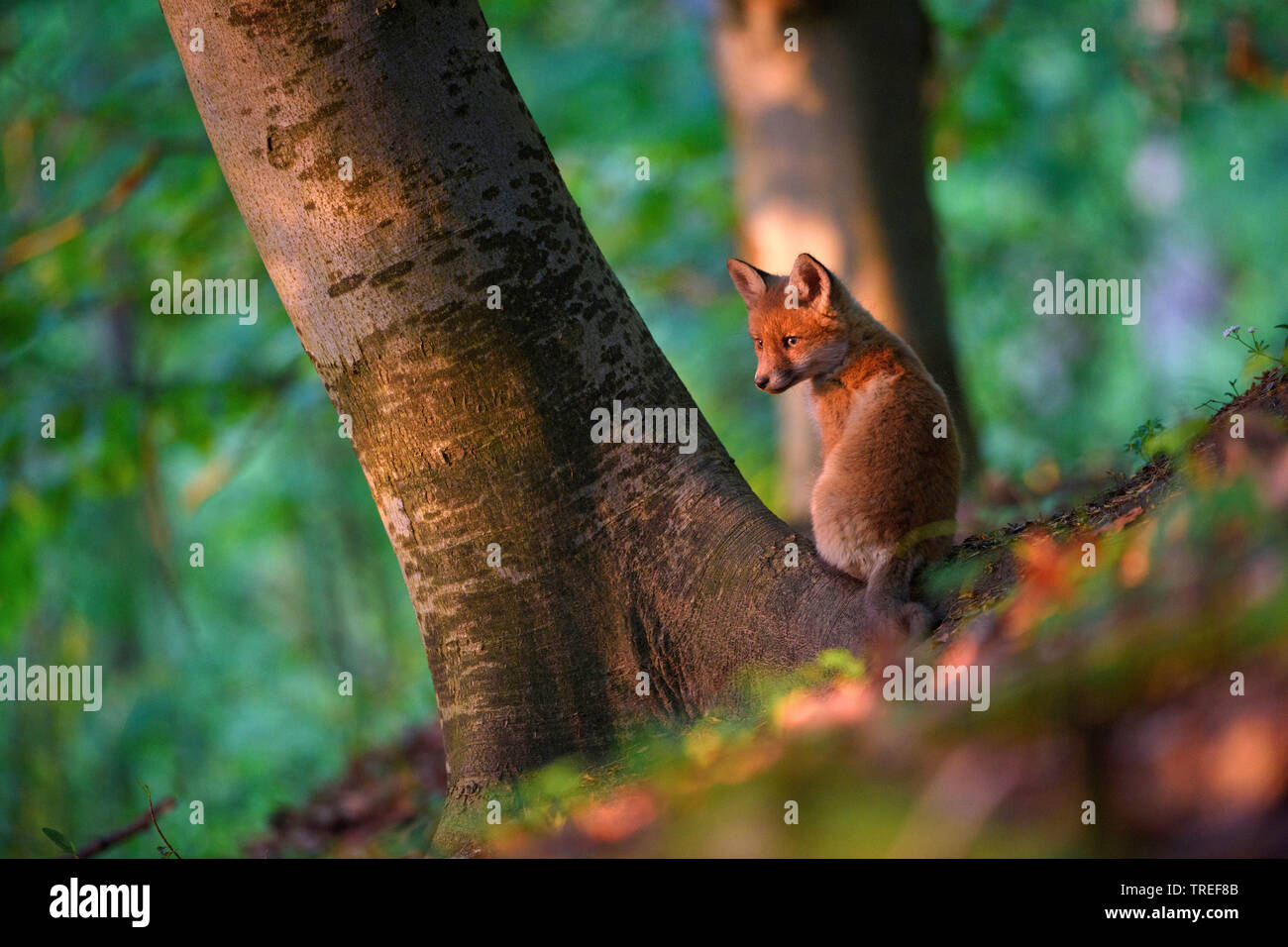 red fox (Vulpes vulpes), red fox cub sitting in a forest at a tree , Germany, Bavaria Stock Photo