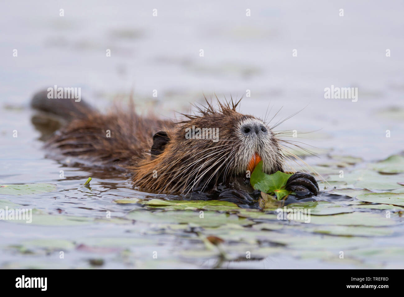 coypu, nutria (Myocastor coypus), eating waterlily leaves in the water, Italy Stock Photo