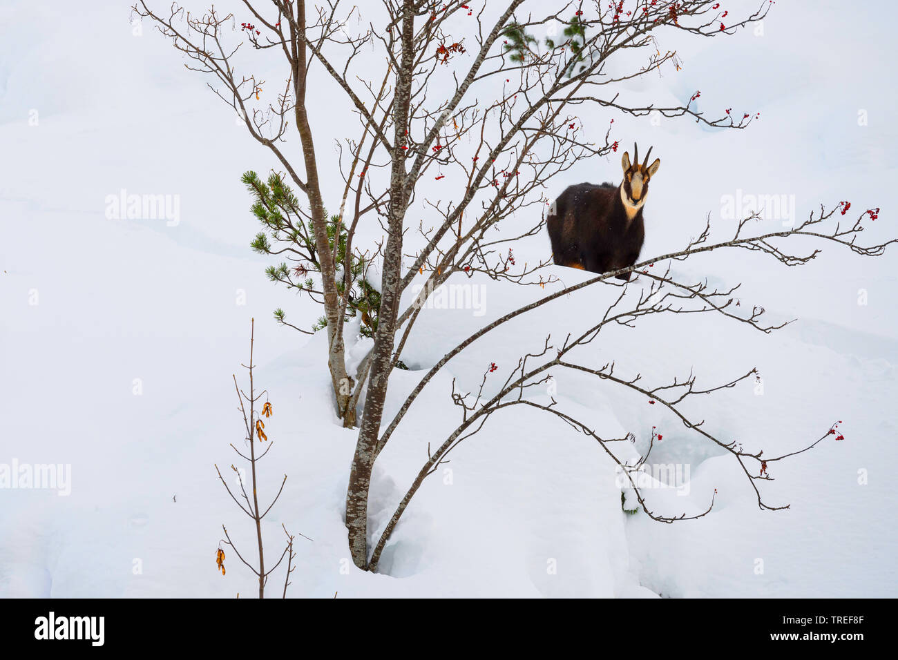 chamois (Rupicapra rupicapra), standing in snow behind a tree, Germany, Bavaria Stock Photo