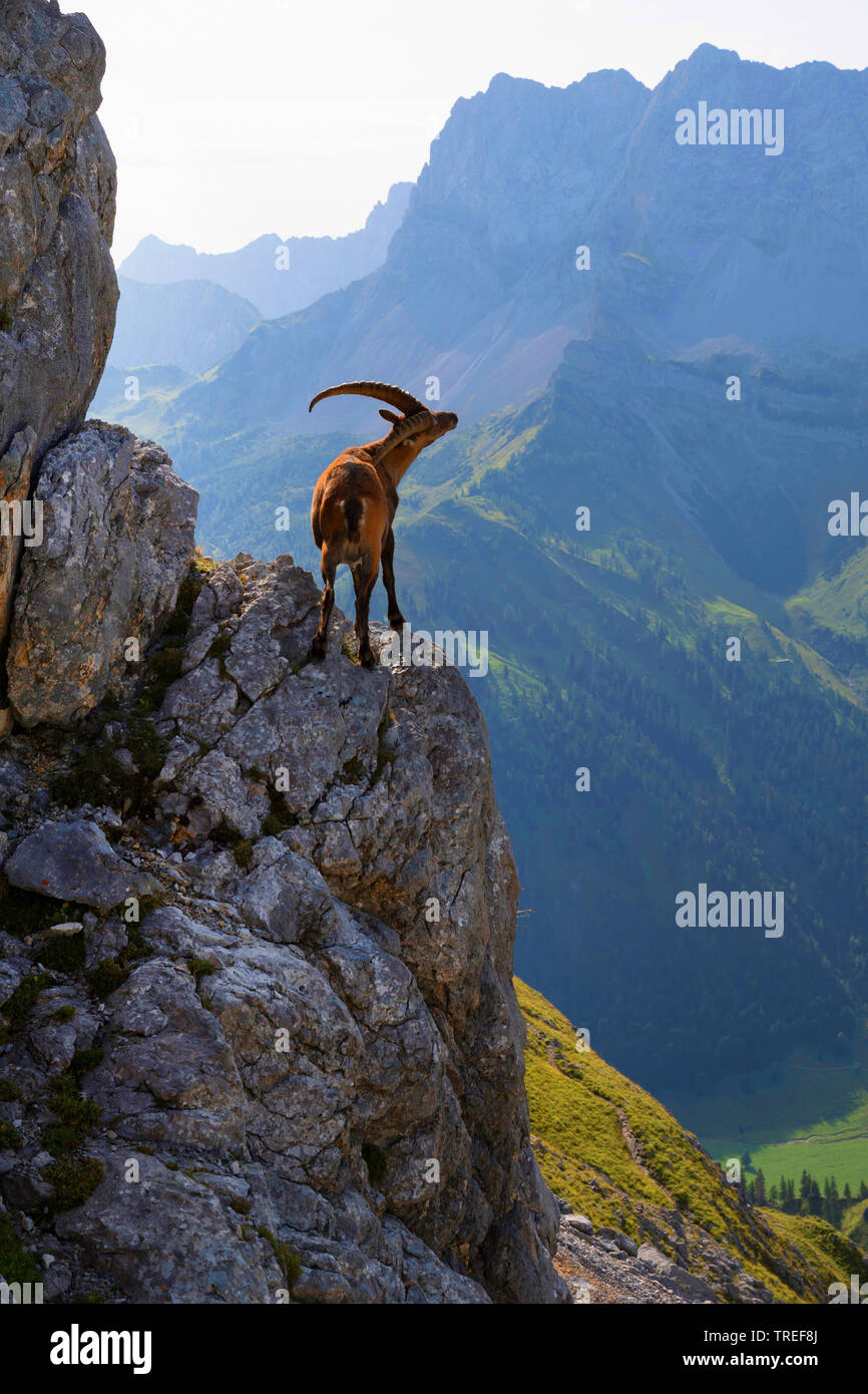 Alpine ibex (Capra ibex, Capra ibex ibex), standing in a steep in front of mountain tops, Austria, Tyrol, Karwendel Mountains Stock Photo