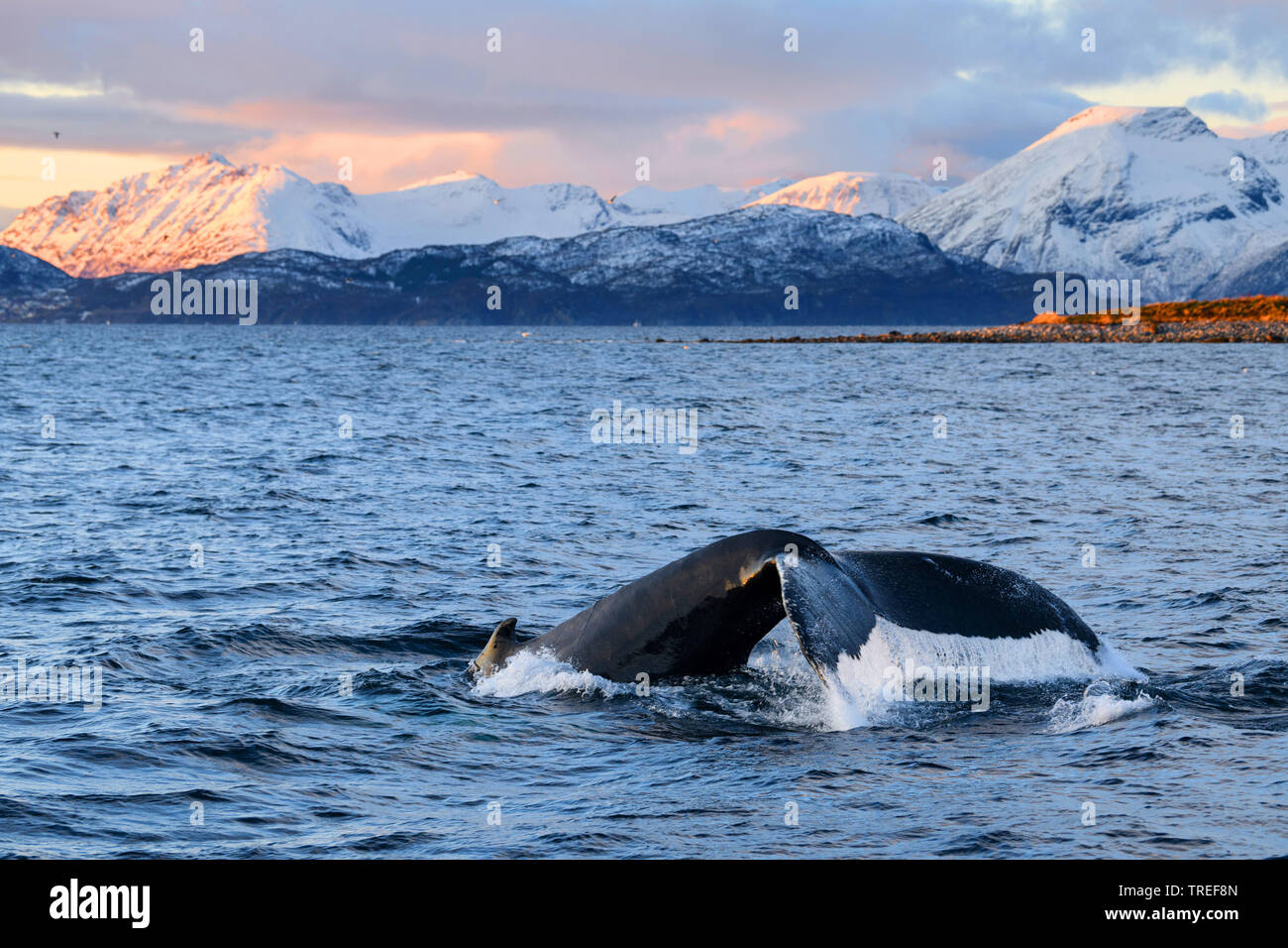 humpback whale (Megaptera novaeangliae), fluke in front of northern coast scenery, Norway Stock Photo