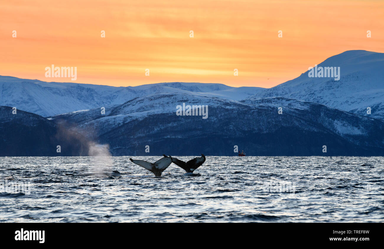 humpback whale (Megaptera novaeangliae), flukes in front of northern coast scenery, Norway Stock Photo