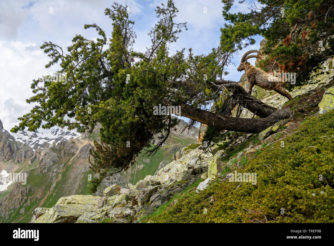Alpine ibex (Capra ibex, Capra ibex ibex), standing on a pine trunk, France Stock Photo