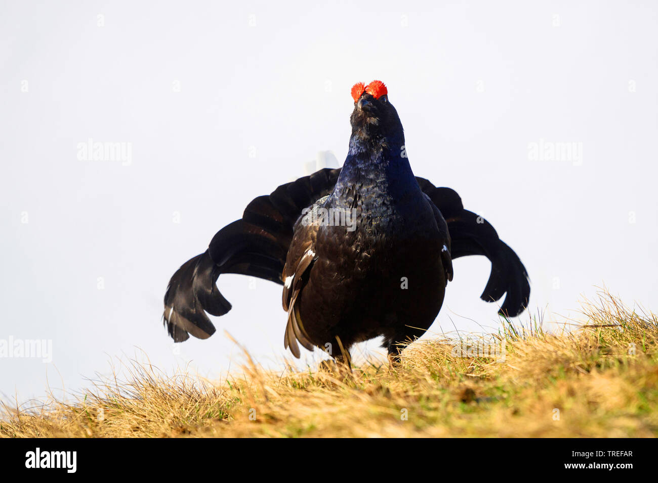 black grouse (Lyrurus tetrix, Tetrao tetrix), displaxing cock in snow, Germany, Bavaria Stock Photo