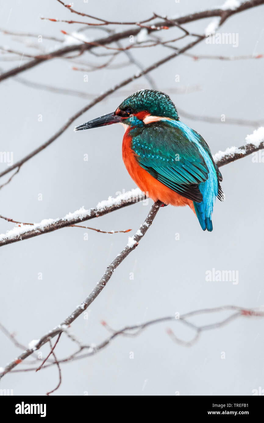 river kingfisher (Alcedo atthis), on a snow-covered branch, Germany, Bavaria Stock Photo