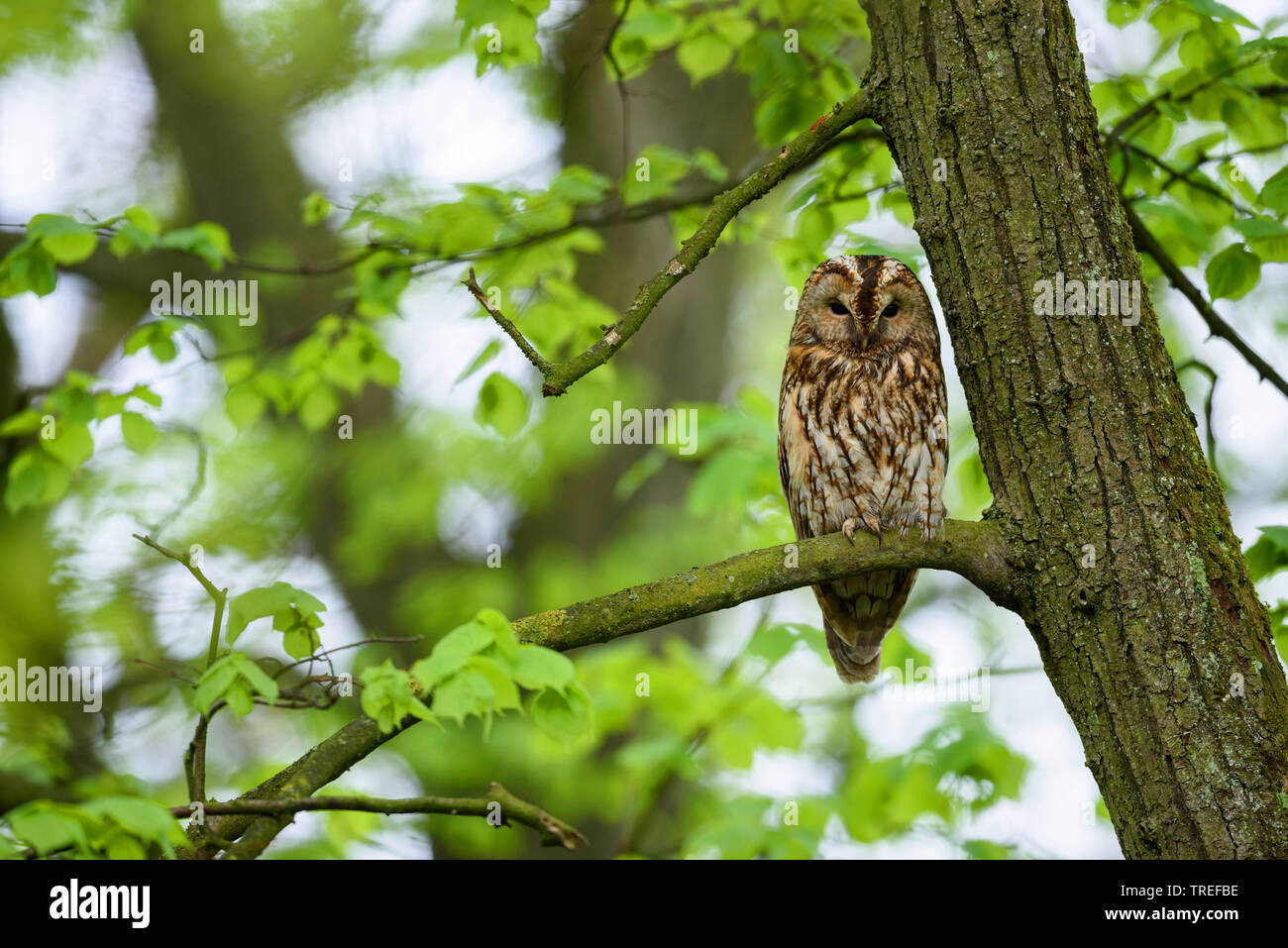 Eurasian tawny owl (Strix aluco), sits on a tree, Germany, Bavaria Stock Photo