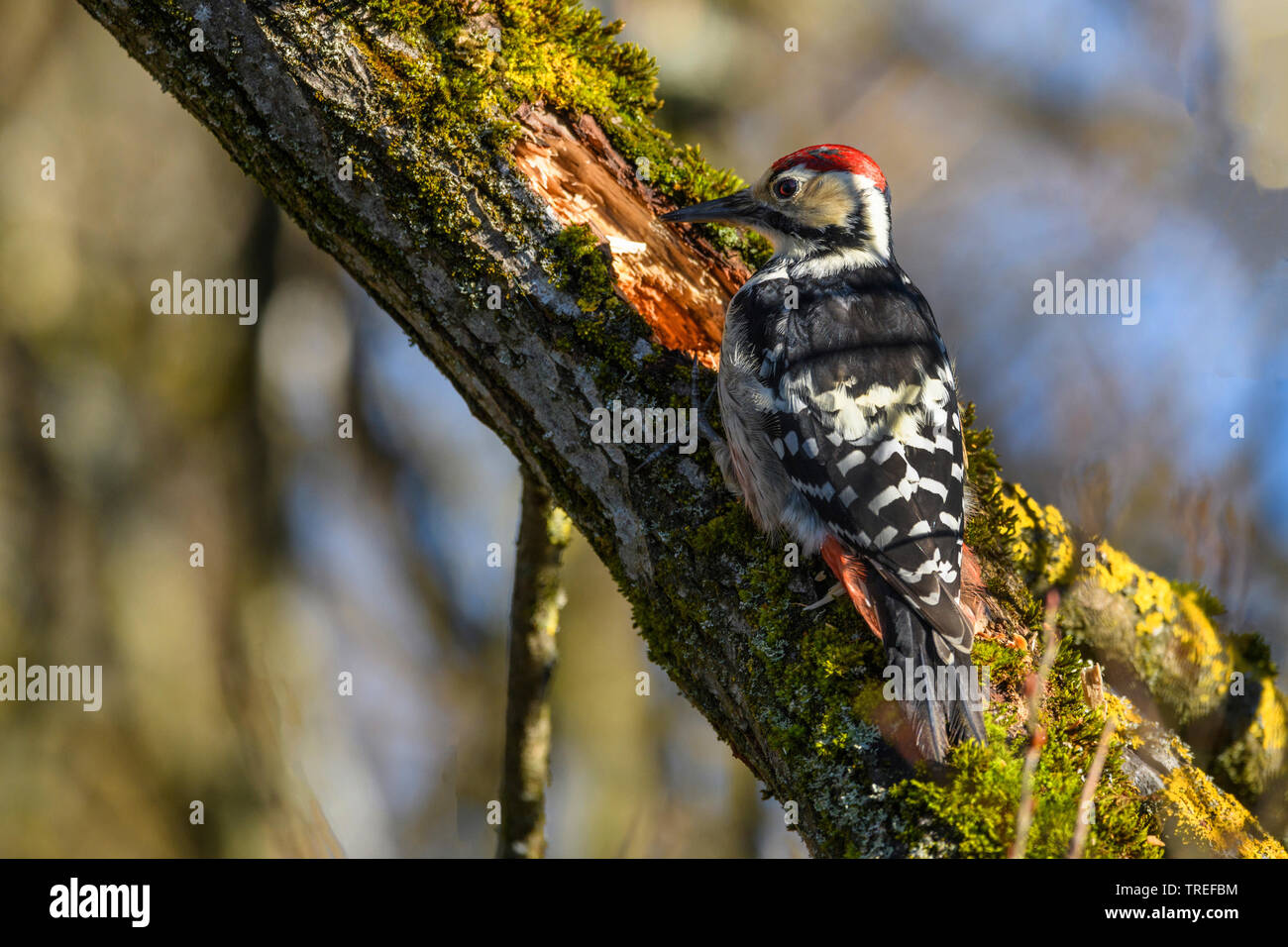 white-backed woodpecker (Picoides leucotos, Dendrocopos leucotos), male at a tree trunk, Germany, Bavaria Stock Photo