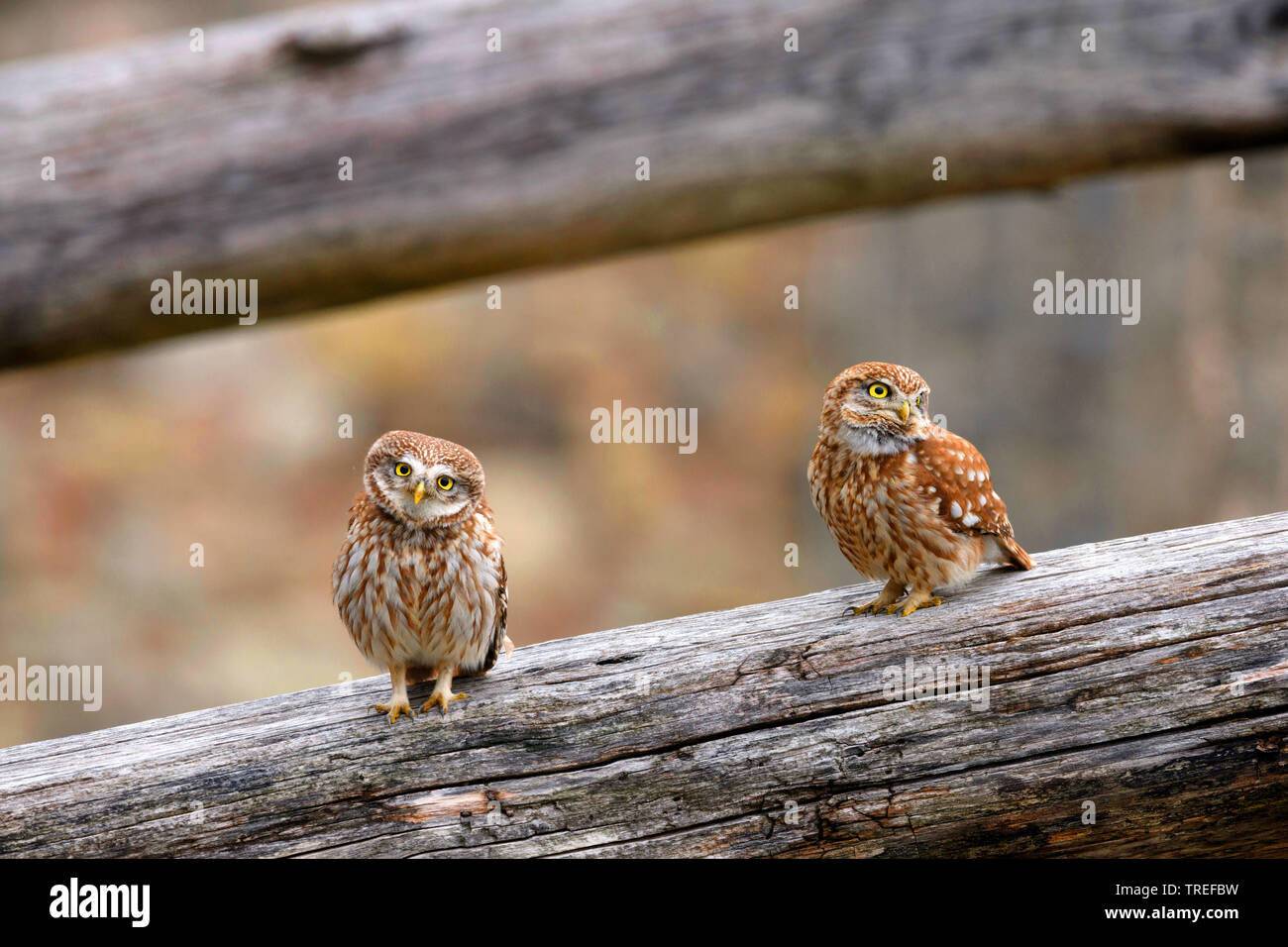 little owl (Athene noctua), pair on a fence, Italy Stock Photo