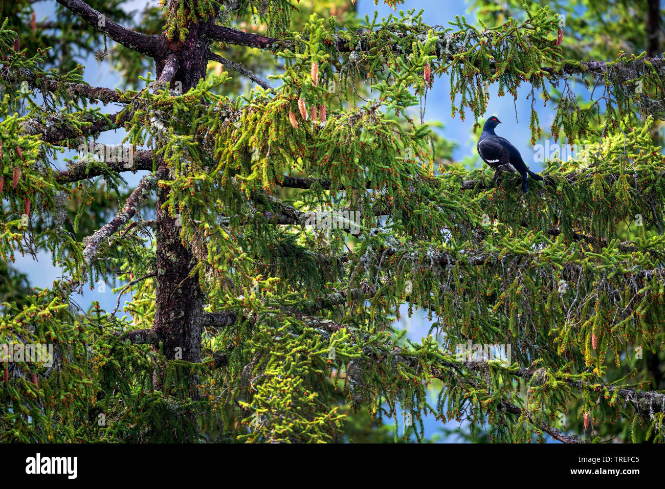 black grouse (Lyrurus tetrix, Tetrao tetrix), sitting on a tree, Austria, Karwendel Mountains Stock Photo