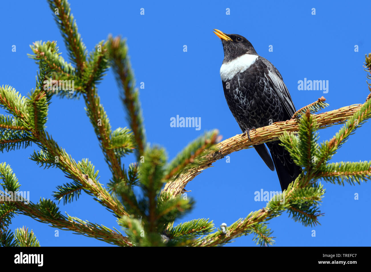 chat-shrike (Lanioturdus torquatus, Turdus torquatus), male singing on a spruce, Austria, Tyrol Stock Photo