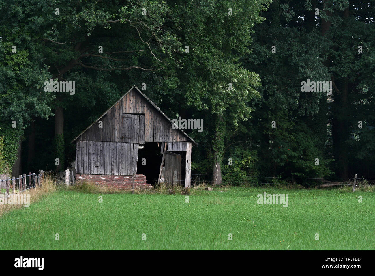 decaying barn at forest edge, Netherlands, Gelderland, Achterhoek Stock Photo