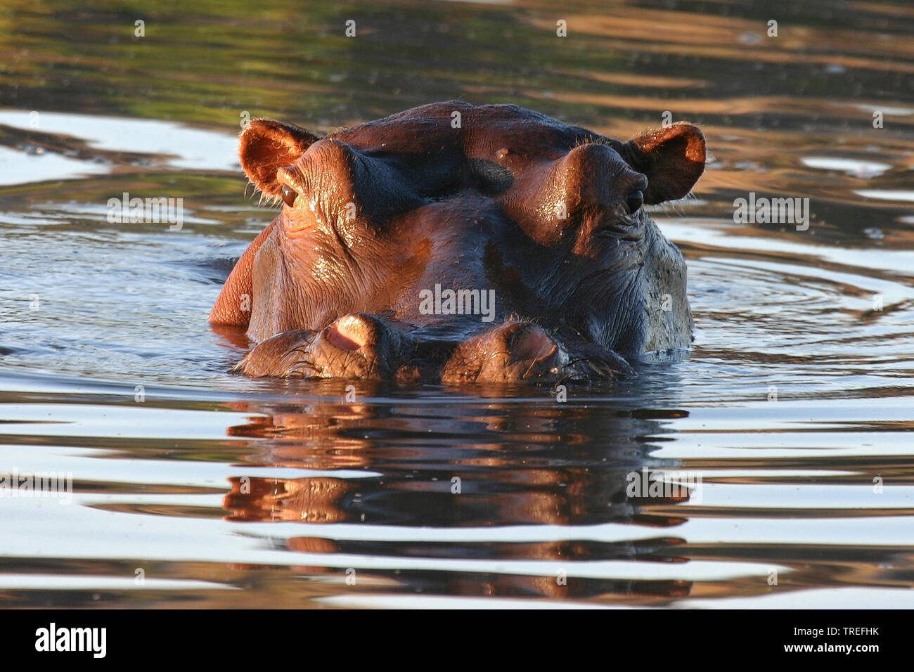 hippopotamus, hippo, Common hippopotamus (Hippopotamus amphibius), looking out the water, portrait, South Africa Stock Photo