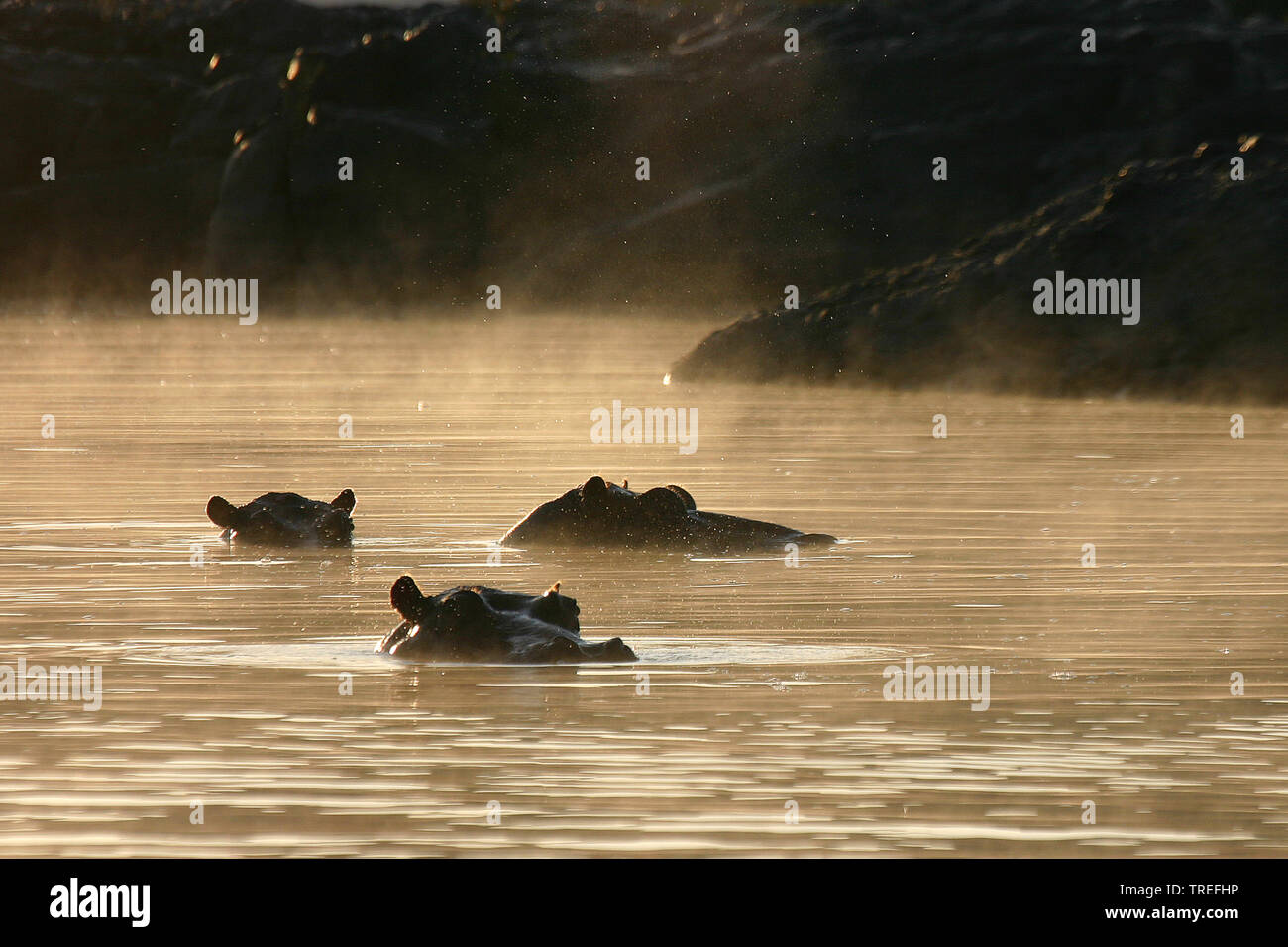 hippopotamus, hippo, Common hippopotamus (Hippopotamus amphibius), three hippos looking out the water, South Africa Stock Photo
