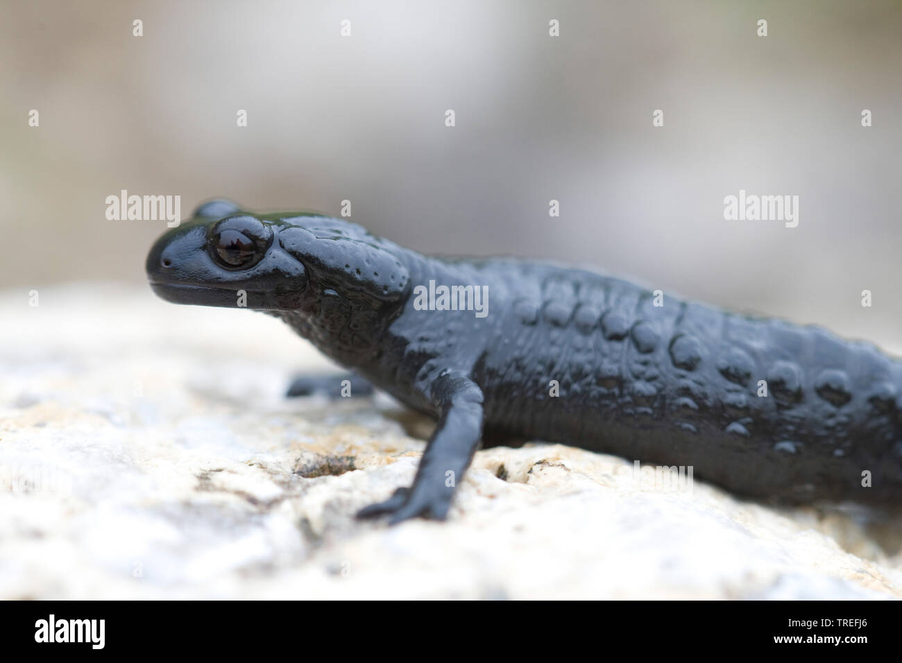 Alpine salamander, European Alpine salamander (Salamandra atra), after rainshower, Germany Stock Photo