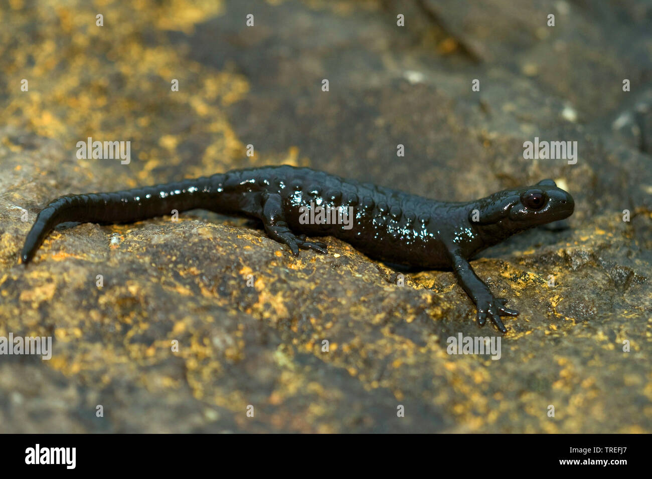 Alpine salamander, European Alpine salamander (Salamandra atra), after rainshower, Germany Stock Photo