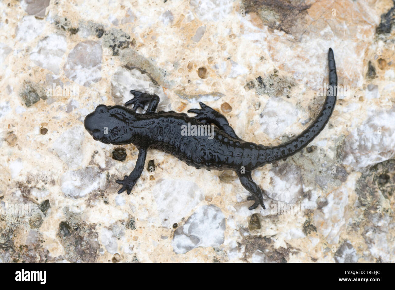 Alpine salamander, European Alpine salamander (Salamandra atra), after rainshower, Germany Stock Photo