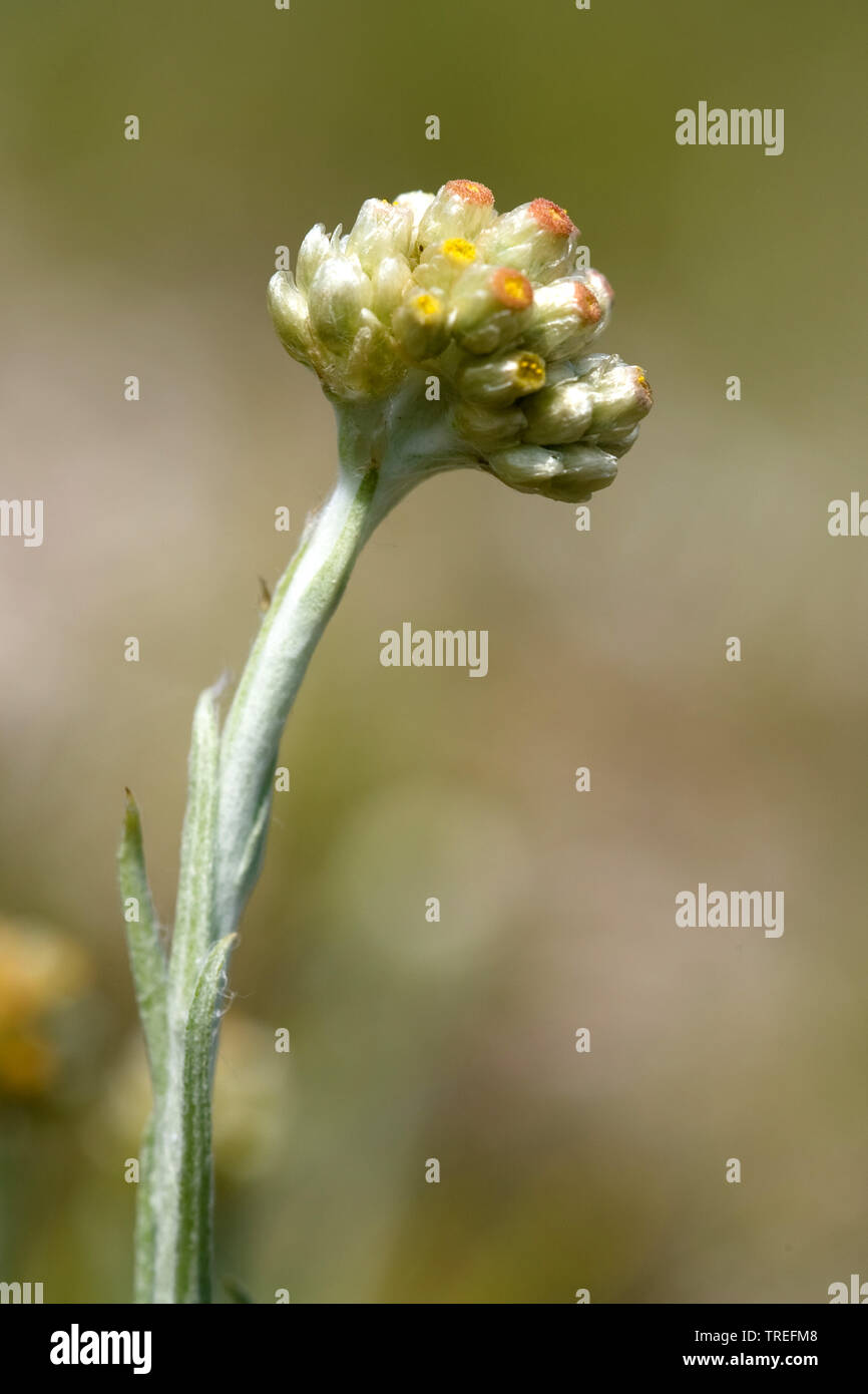 jersey cudweed (Helichrysum luteoalbum, Gnaphalium luteoalbum, Pseudognaphalium luteoalbum), blooming, Netherlands Stock Photo