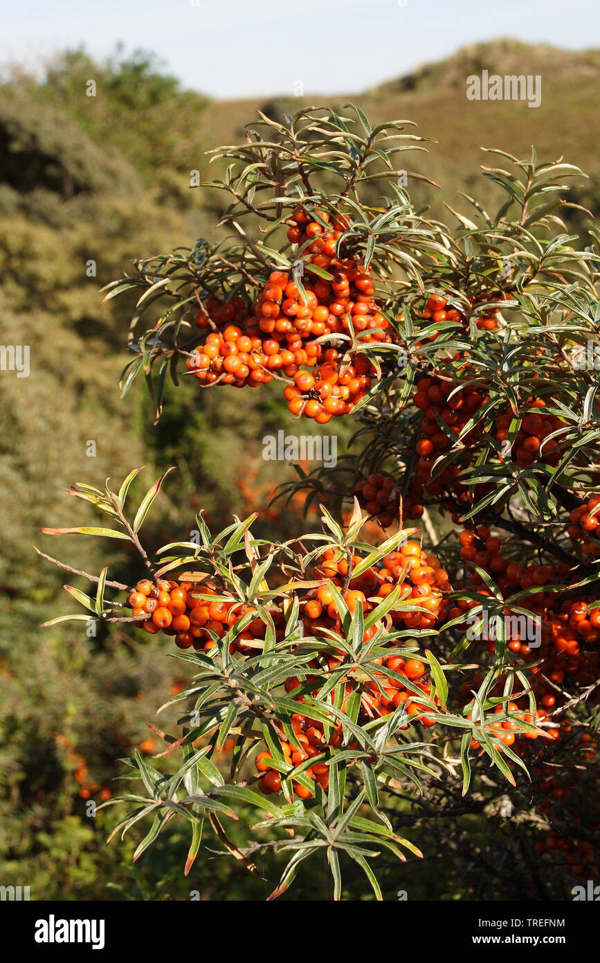 common seabuckthorn (Hippophae rhamnoides), with fruits, Netherlands Stock Photo