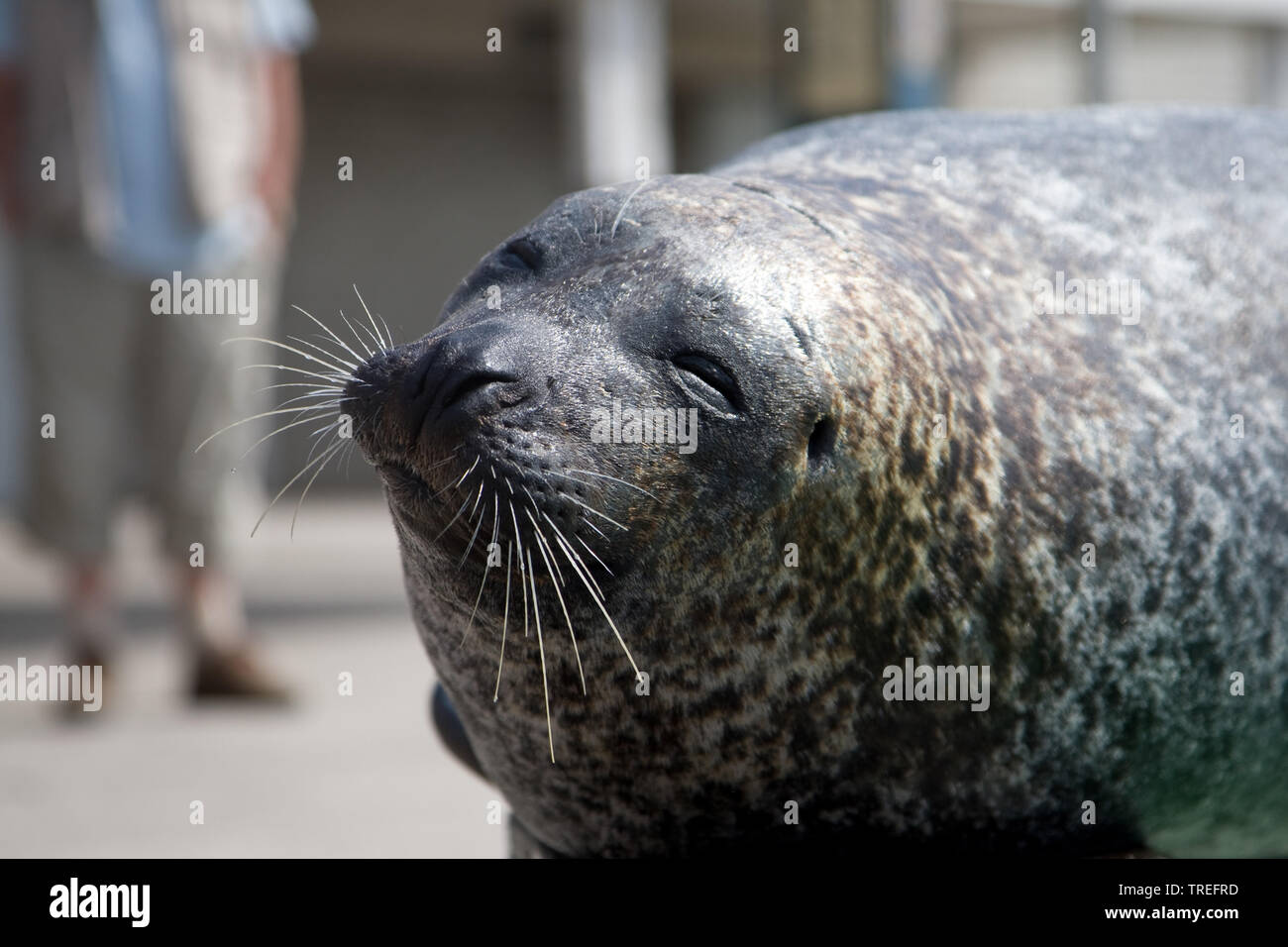 Animal rescue centers hires stock photography and images Alamy