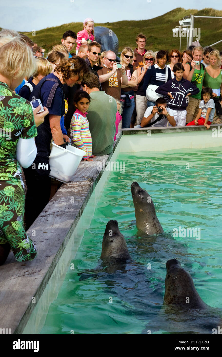 harbor seal, common seal (Phoca vitulina), zoo keeper feeding seals in