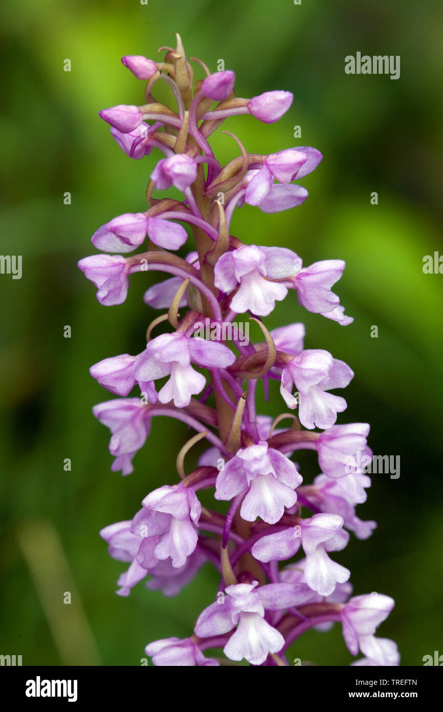 Fragrant orchid (Gymnadenia conopsea), inflorescence, Germany Stock Photo