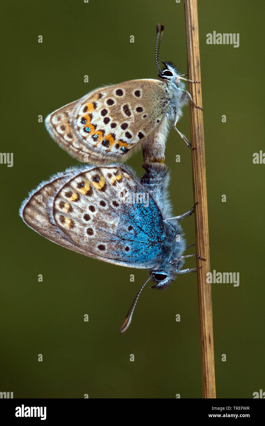 Silver-studded blue (Plebejus argus, Plebeius argus), mating, Germany Stock Photo