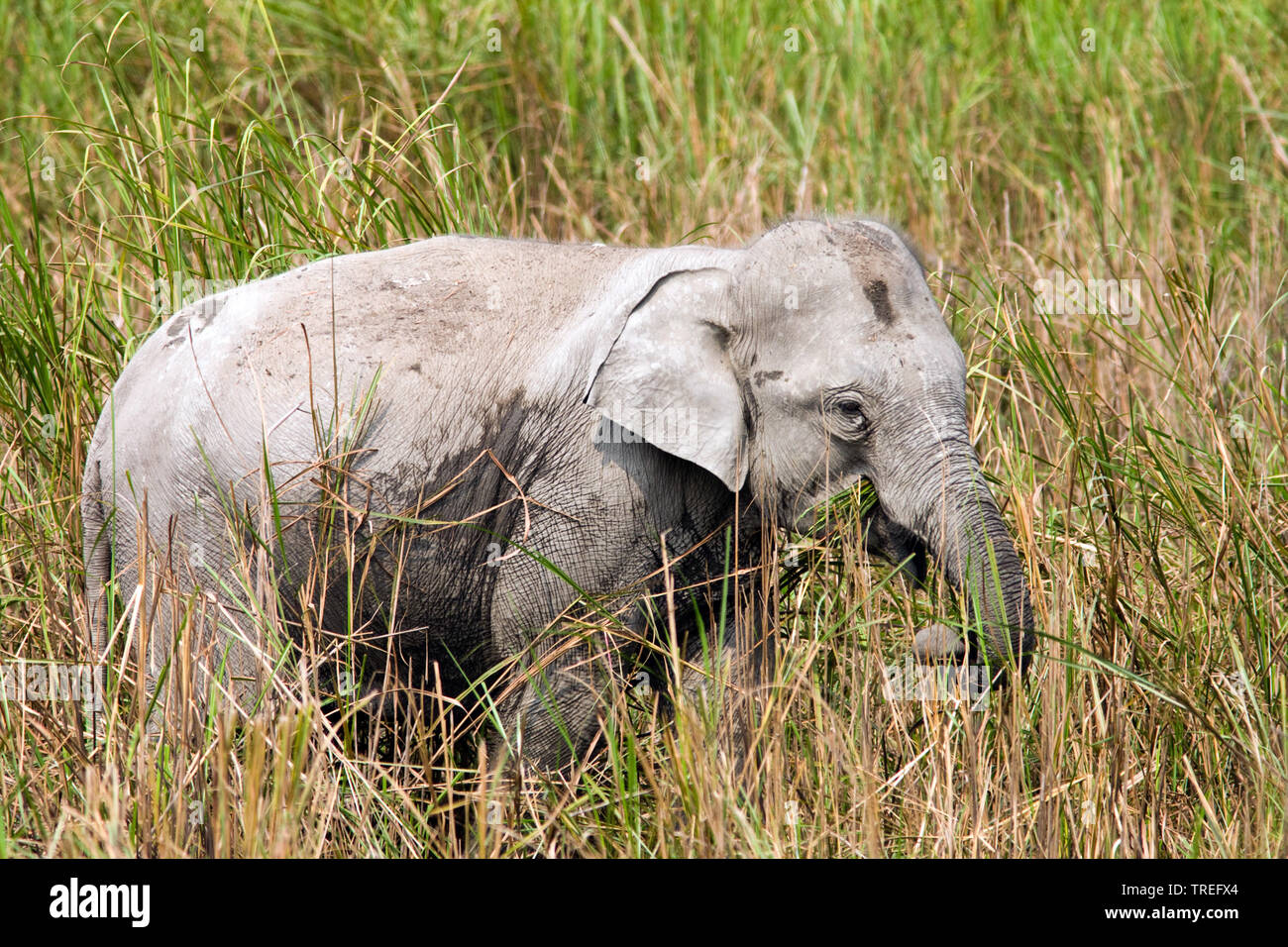 Indian elephant (Elephas maximus indicus, Elephas maximus bengalensis), on the feed, India, Kaziranga National Park Stock Photo