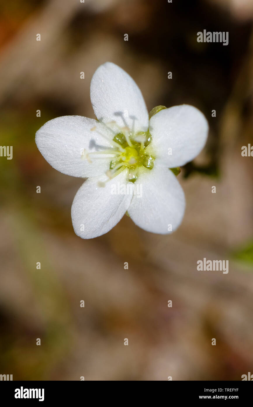 knotted pearlwort (Sagina nodosa), flower, Netherlands, Berkheide Stock Photo