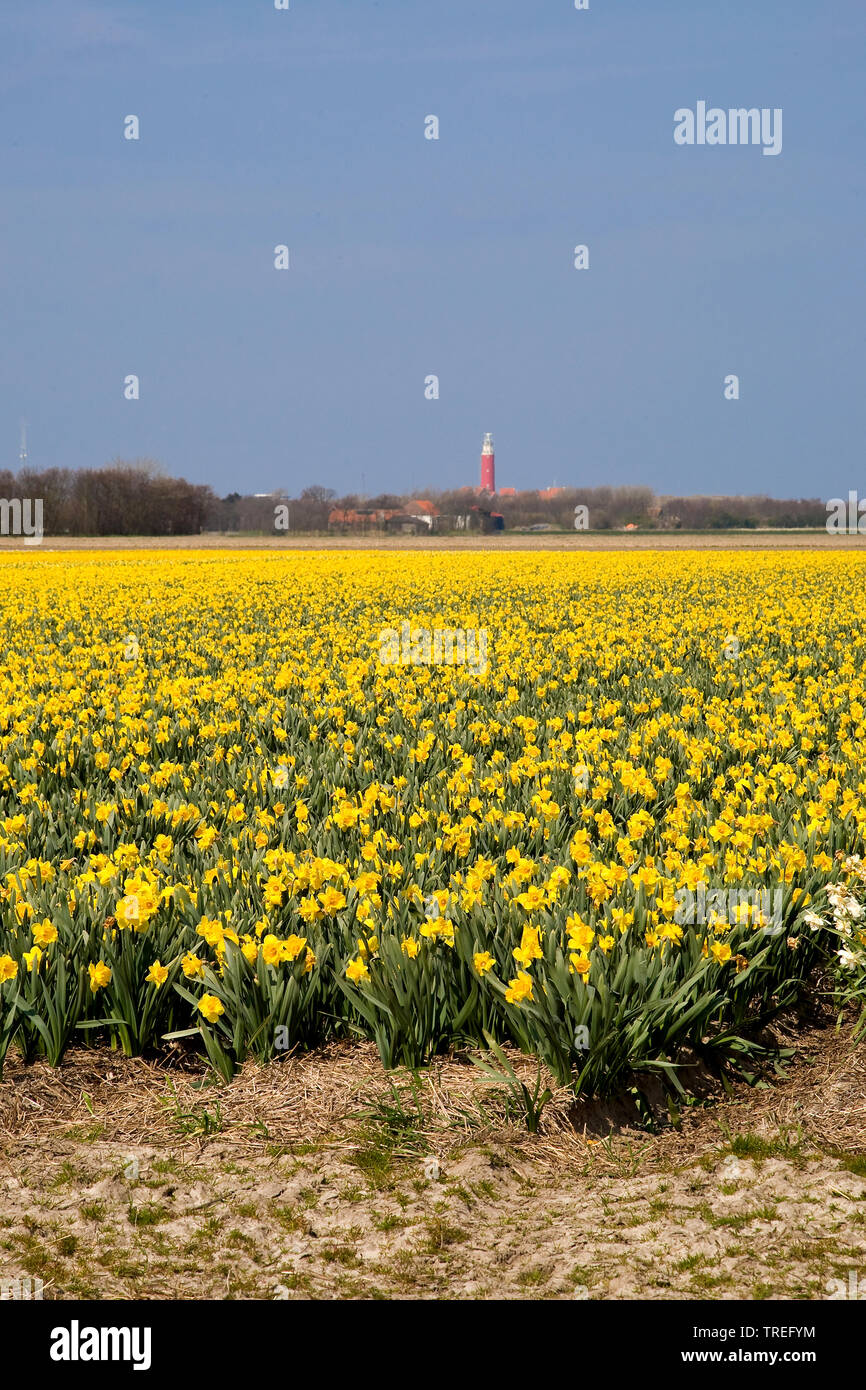 daffodil (Narcissus spec.), blooming daffodil field, lighthouse in the background, Netherlands, Texel, De Cocksdorp Stock Photo