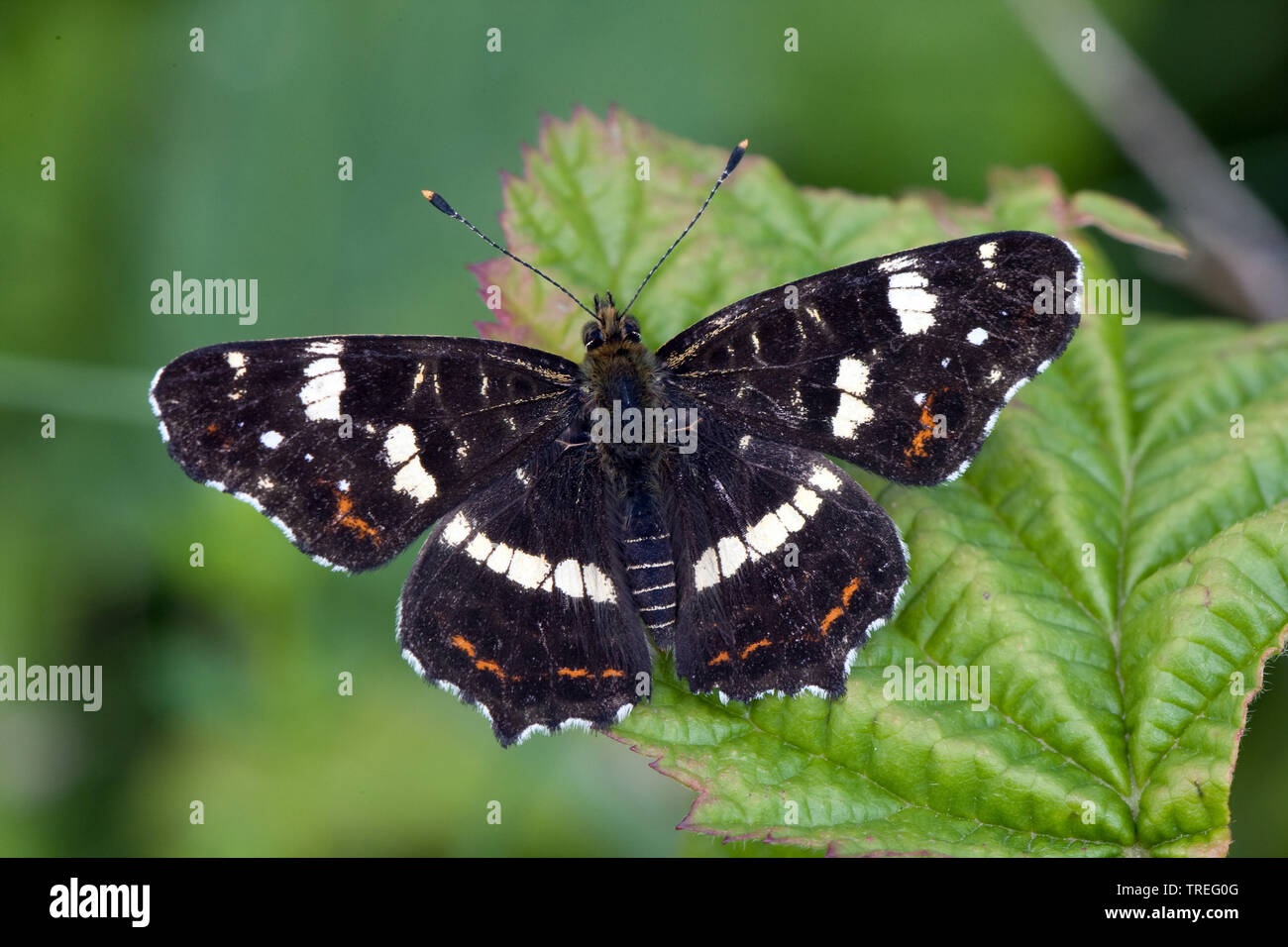 map butterfly, summer form (Araschnia levana f. prorsa), top view, Germany Stock Photo