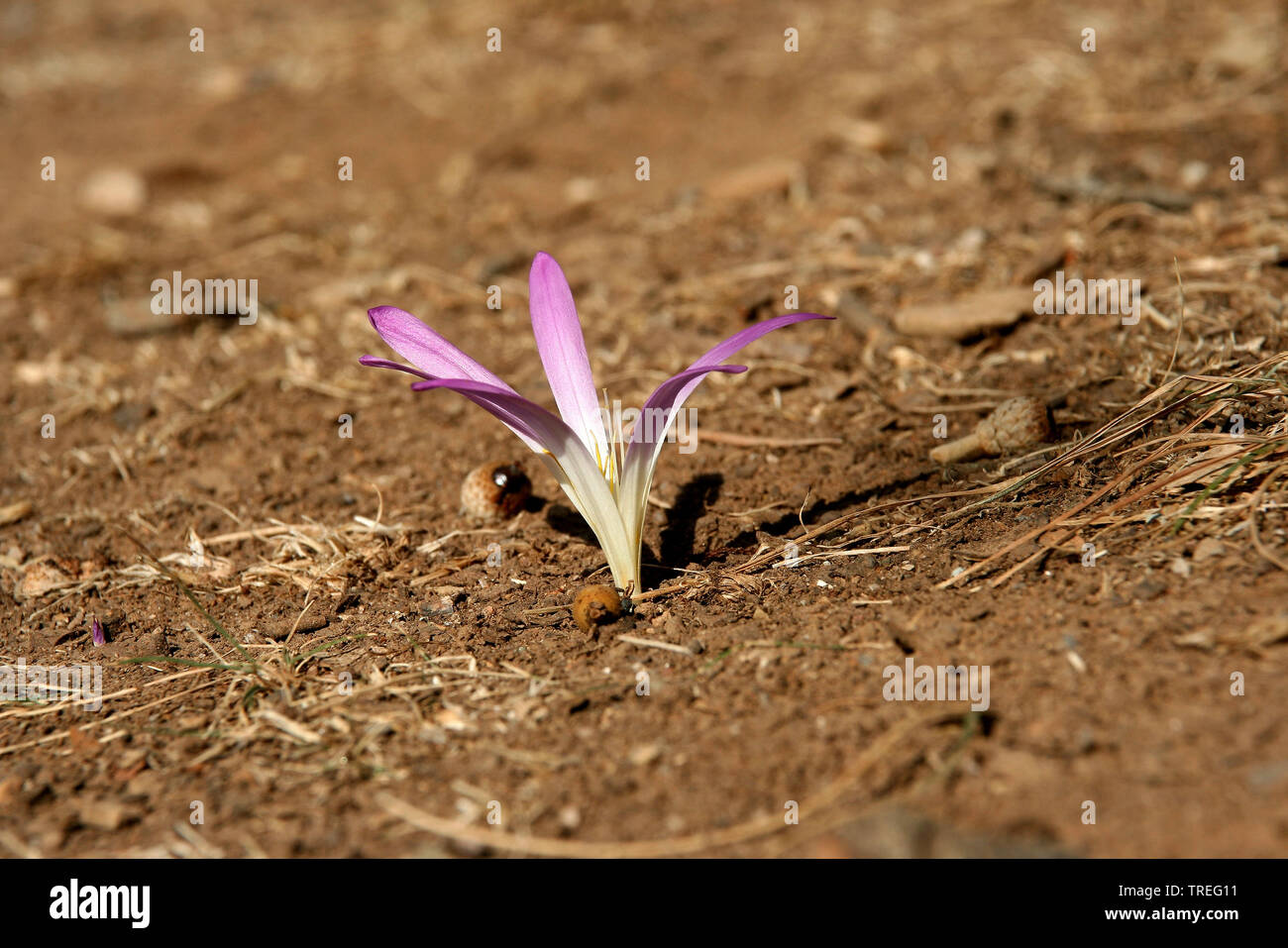 mountain saffron (Colchicum montanum, Merendera montana, Merendera pyrenaica), flower, Spain, Pyrenees Stock Photo
