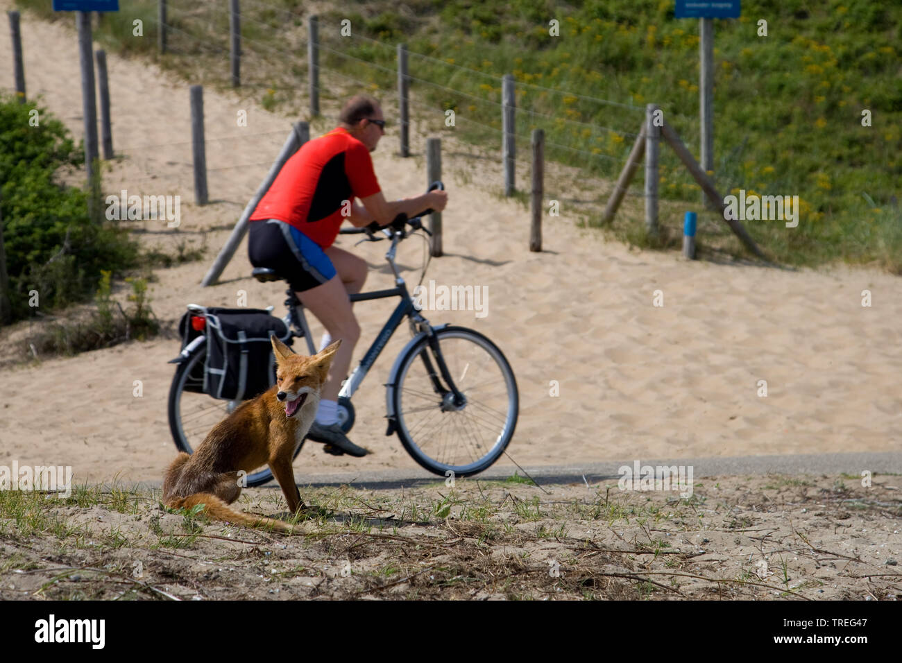 red fox bicycle