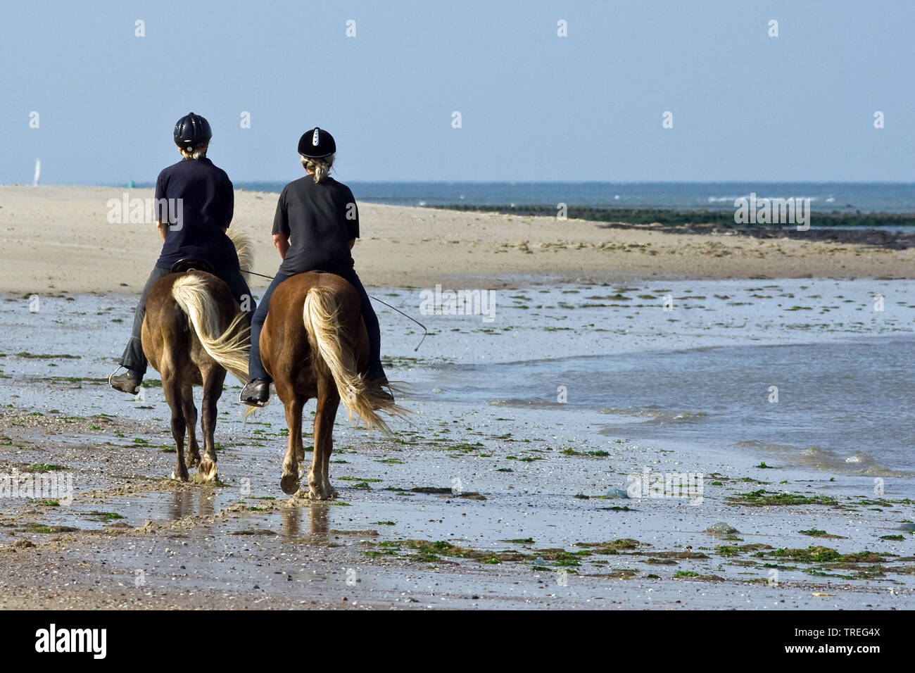 domestic horse (Equus przewalskii f. caballus), horses on the beach, Netherlands, Frisia, Vlieland Stock Photo