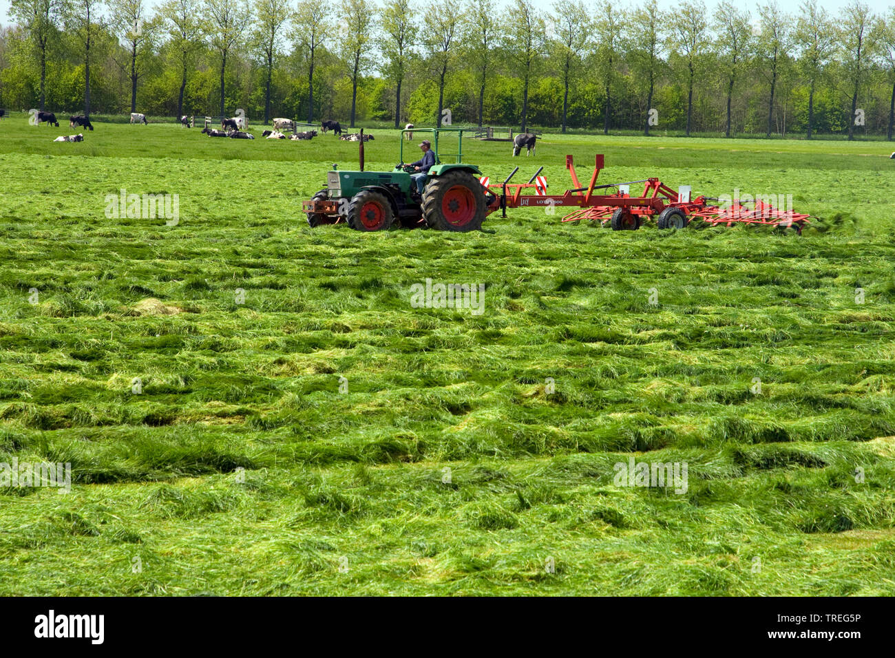 Mowing of grassland, Netherlands, Merwedekanaal Stock Photo Alamy