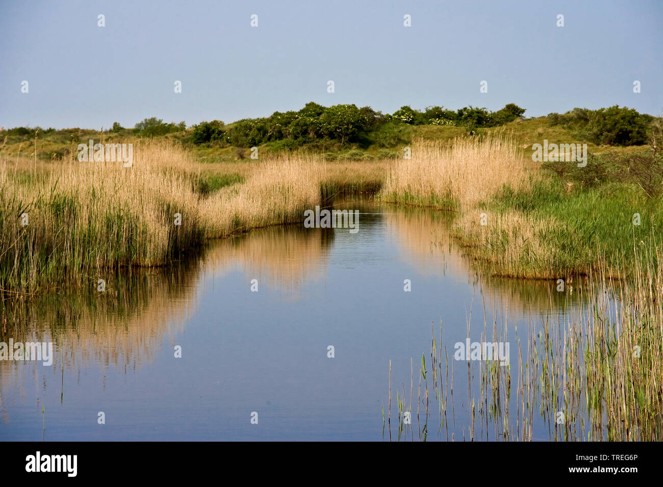 tidal lagoons in marsh meadows, Netherlands, Schiermonnikoog Stock Photo