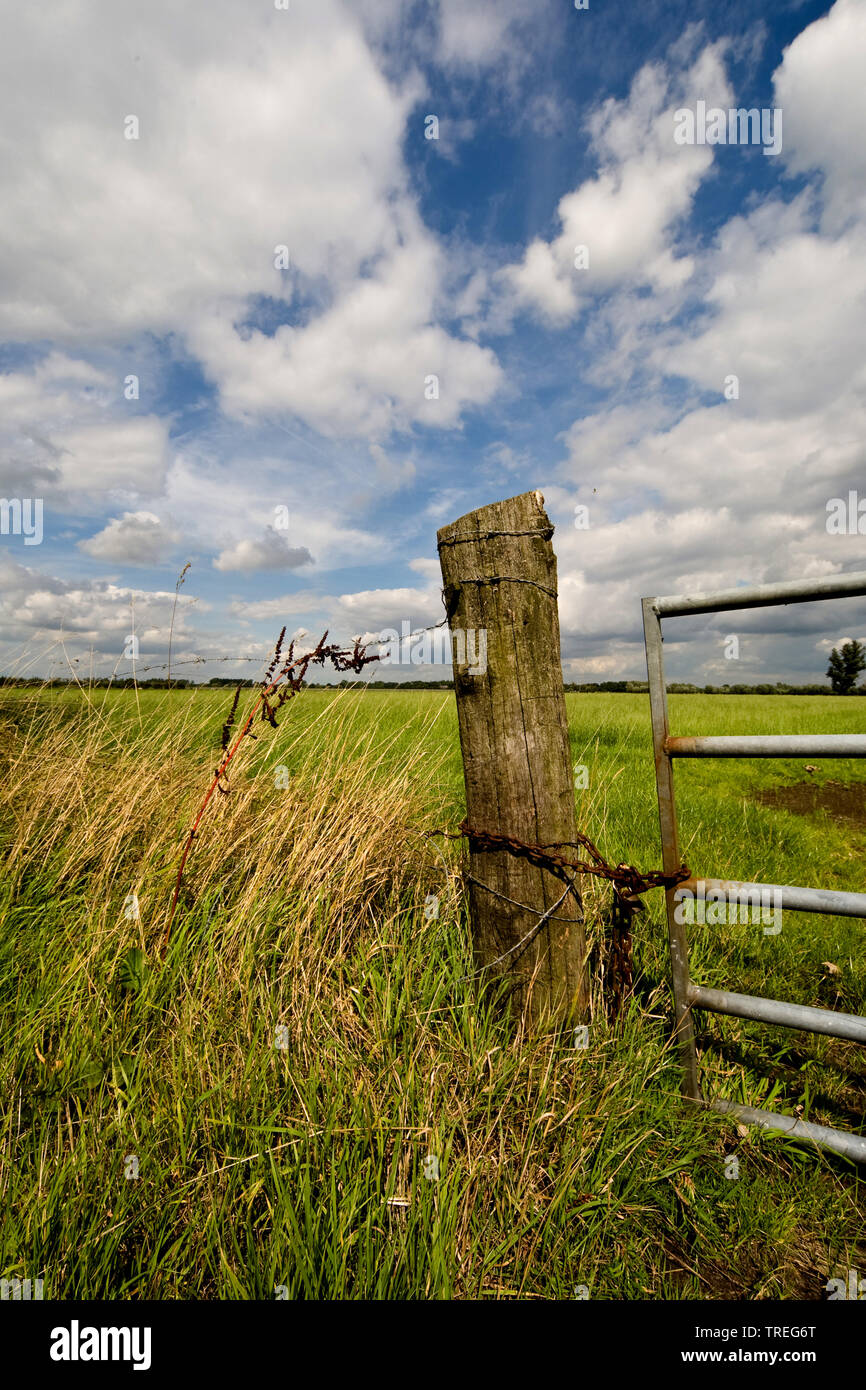Fench bordering meadow, Netherlands, Utrecht Stock Photo